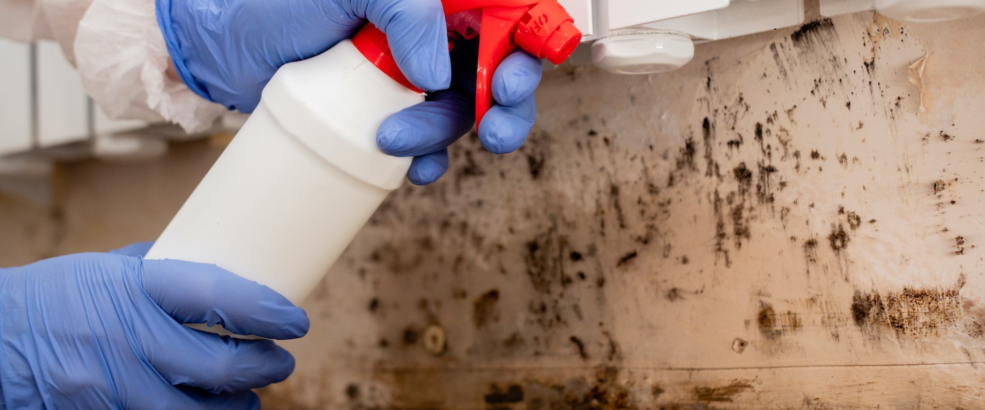How Much Does a Mold Inspection Cost in Chicago?